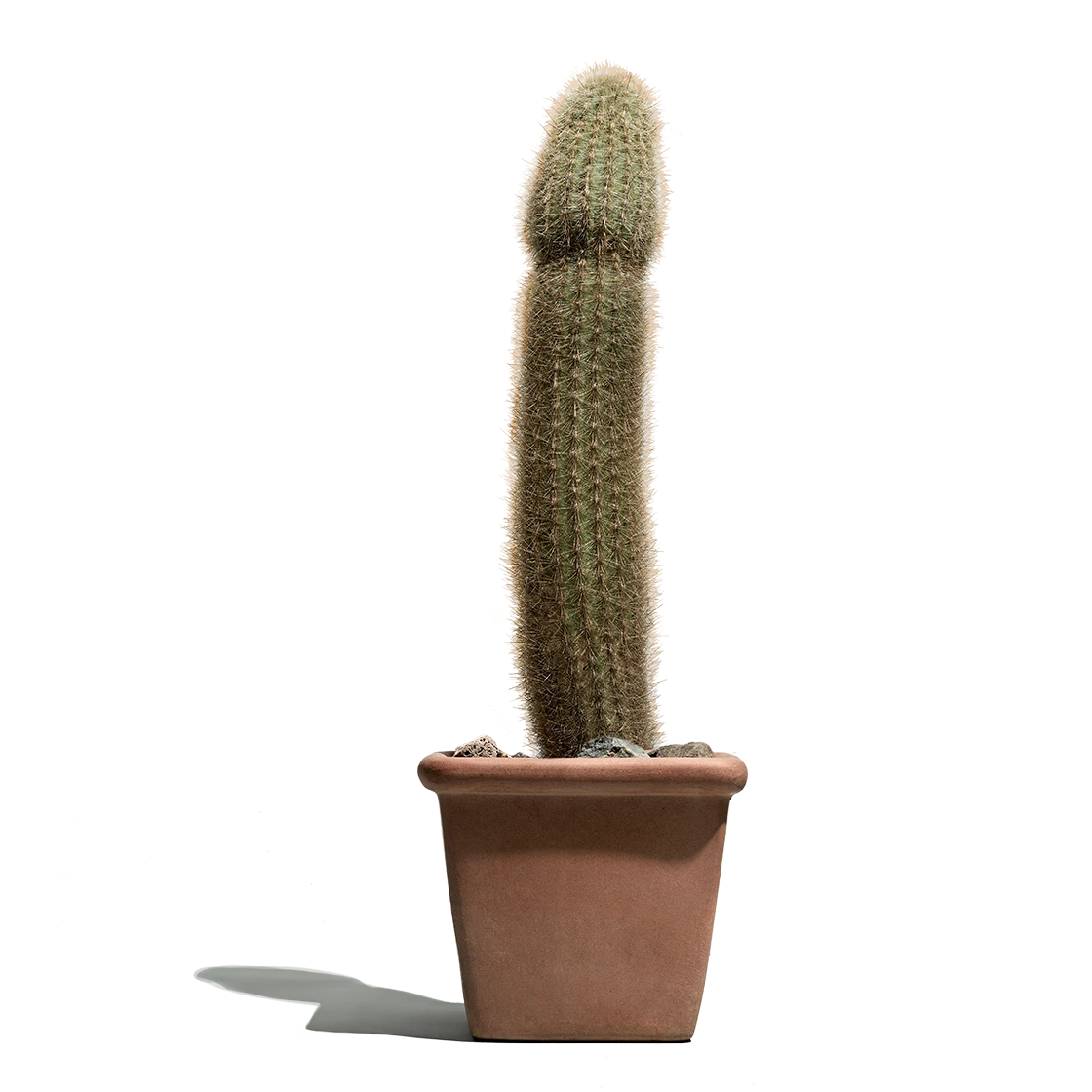 a cactus